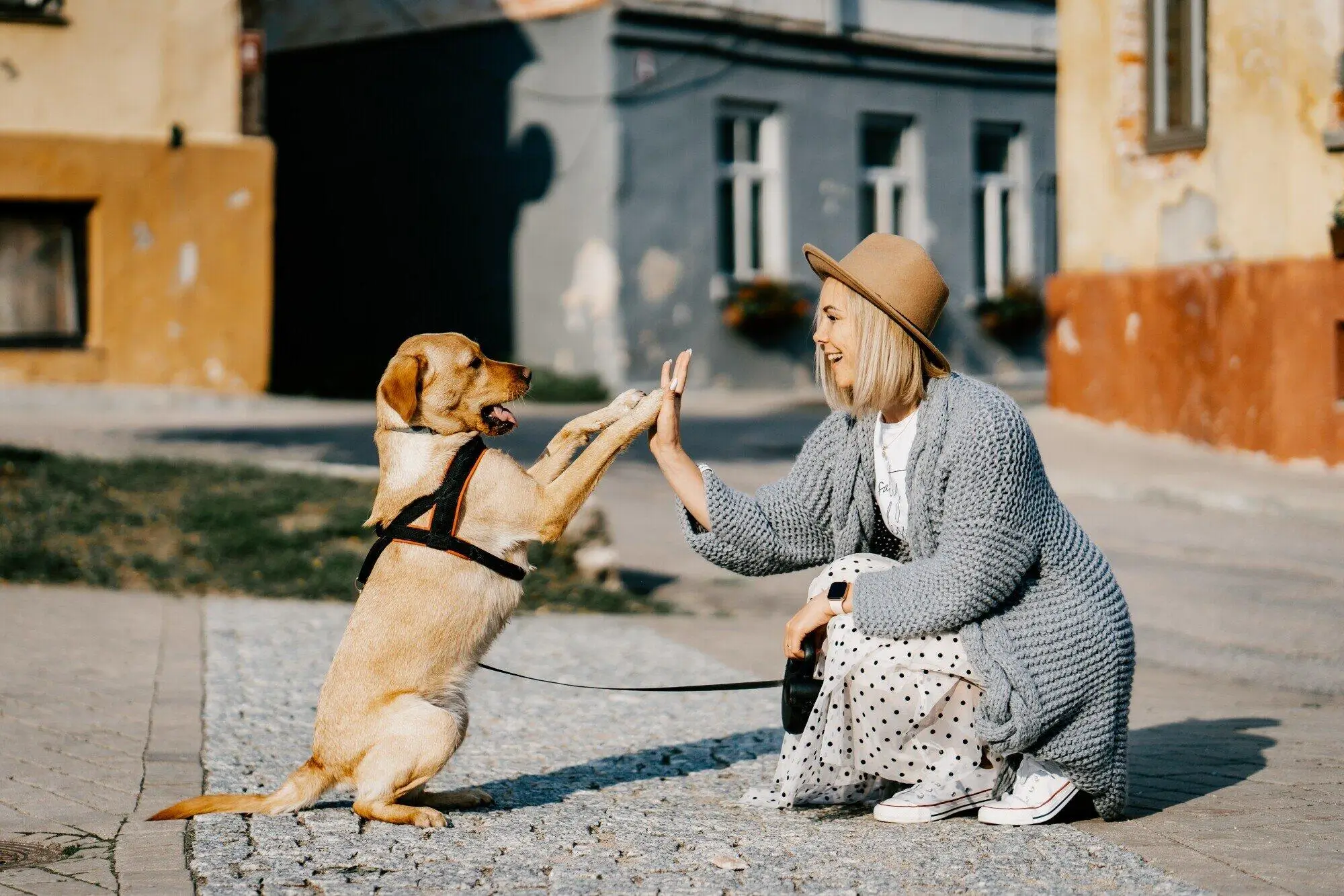 Difference Between Service, Emotional Support Animals and Pets: A Guide for Landlords in Monmouth County, NJ